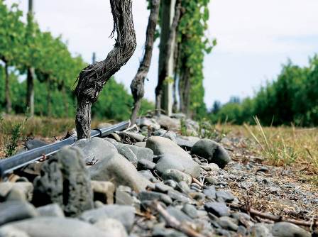 Gimblett Gravels