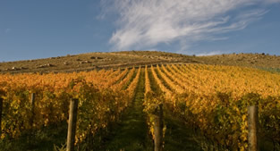 Quartz Reef Vineyard