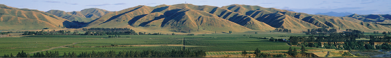 Ausblick von der Winery «Two Rivers» auf die Reben